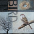 20110423152002-chippingsparrow