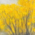 20110424001808-yellow_flower