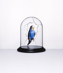 Budgie,Nancy Fouts