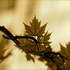 20110425112331-louis_stanley_jr_tree_leaves