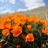 20110425113109-louis_stanley_yellow_flowers