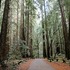 20110425120040-louis_stanley_forest_road