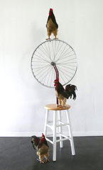 Bicycle Roosters,Luciano Perna