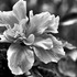 20110427213854-_dsc2534a