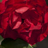 20110427213954-_dsc0258a