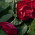 20110427214147-_dsc0255a