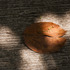 20110427214745-_dsc2478a