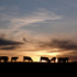 20110427224927-kpb-cows01b