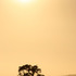 20110427225233-kpb-sepiatree02b