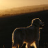 20110427225353-kpb-mazie02b
