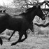 20110427225508-kpb-horses02b