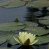20110427225623-kpb-lilies01b