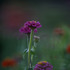 20110427225750-kpb-purpleflower01b