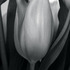 20110427225850-kpb-tulips01b