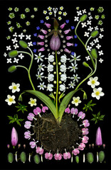 Lady Slipper,Portia Munson