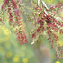 20110501225056-_dsc2520