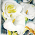 20110504074238-kale__2010