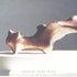 20110506082032-firesquirrel0002c