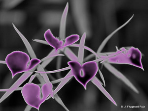 20110507002210-orchid_glow_art