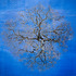 20110507080956-plexus_photo