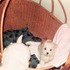 20110512051403-shearer98