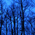 20110512161651-untitled_transparencies___late_winter_ginafuenteswalker