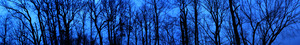 20110512161651-untitled_transparencies___late_winter_ginafuenteswalker
