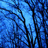 20110512161838-untitled_transparencies___late_winter__detail_ginafuenteswalker