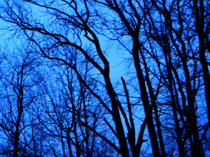 20110512161838-untitled_transparencies___late_winter__detail_ginafuenteswalker