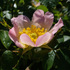 20110513033734-thumbnail