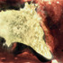 20110513181051-continent_adrift-lg