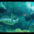 20110514020334-a_wong_the_pelagic_floor_2011