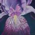 20110516234102-berg_iris