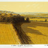 20110517161244-fields_of_gold_dunamaise