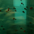 20110517174547-swimming_squares