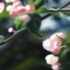 20110518093005-apple-blossoms-3
