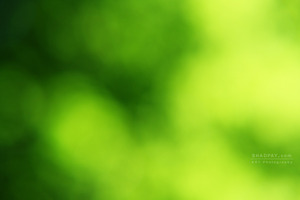 20110521063410-reza-shadpay-2