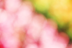 20110521063435-reza-shadpay-5
