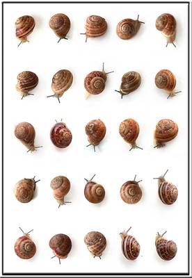 20110525140912-snailwebweb