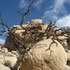 20110526045028-branches_in_the_desert