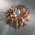 Nebula__08__horseshoe_crabs__sand