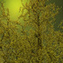 20110531050625-corkscrew_willow_in_gold