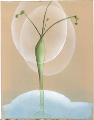 untitled,Lisa Adams