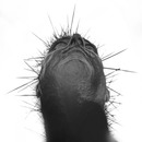 20110602083801-crown_of_thorns_7