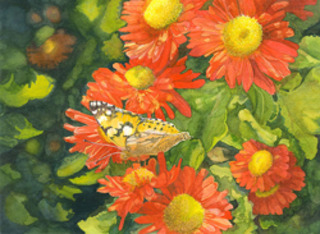 Painted Lady- 1st Place - ,Georgette Grey