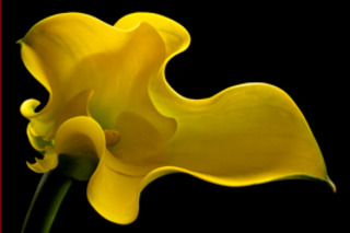 Yellow Calla Lily - 1st Place Botanicals,Barry Seidman