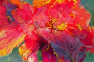 Peony Poetry - 1st Place Colors,Mary Sonya Conti