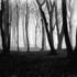 Muniz_woods