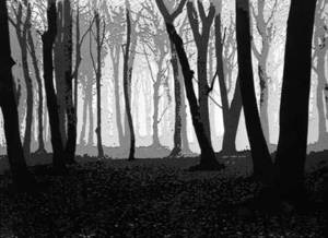 Muniz_woods