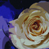 20110608043310-one_rose1